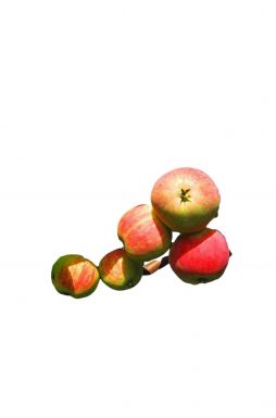 Яблоня Скороплодное